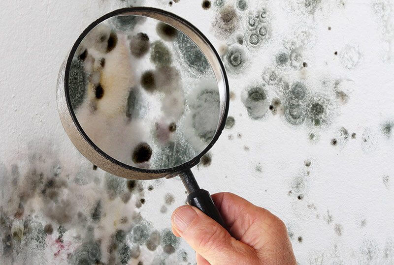 removing indoor mould